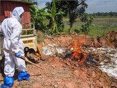 Bird Flu Live Updates: सात राज्यों में बर्डफ्लू का खतरा बढ़ा, केंद्र सरकार ने बनाया कंट्रोल रूम