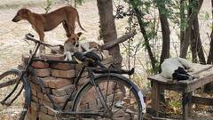 Gyanvapi Masjid Case: ज्ञानवापी मस्जिद में ASI सर्वे को हरी झंडी, इलाहाबाद हाई कोर्ट ने सुनाया फैसला